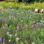 Siembra belleza en invierno: semillas de flores para tu jardín