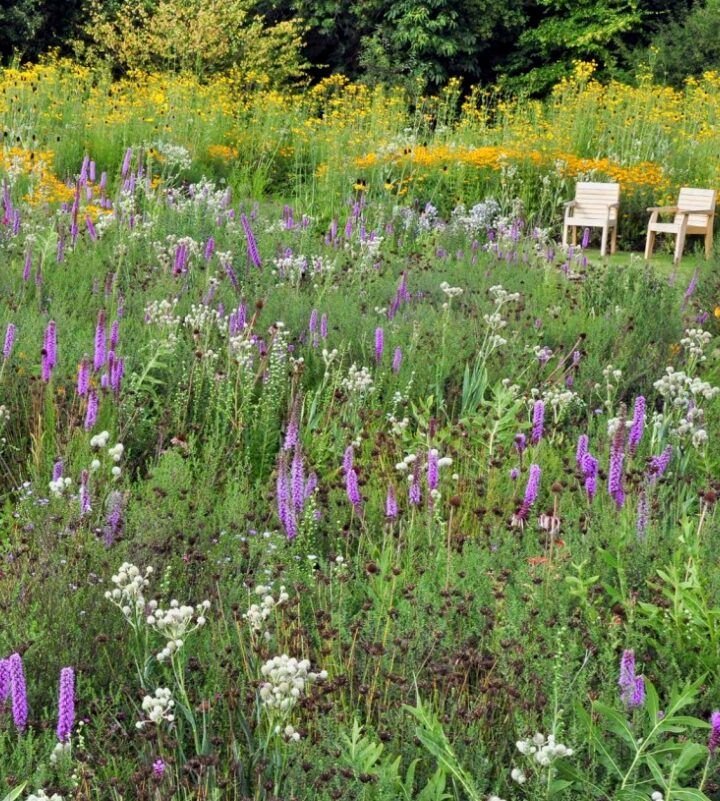 siembra belleza en invierno semillas de flores para tu jardin