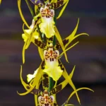 Siembra belleza en tu hogar: cómo plantar semillas de orquídeas