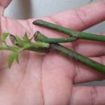 ¡Siembra belleza en tu jardín con rosas a partir de tallos!