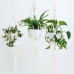 Siembra cactus en vidrio: una tendencia decorativa