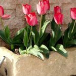 Siembra calas de colores: Guía paso a paso