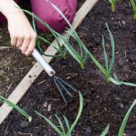 Siembra cebollas sin machos: consejos para el momento ideal