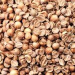 Siembra cilantro en casa: guía fácil y práctica