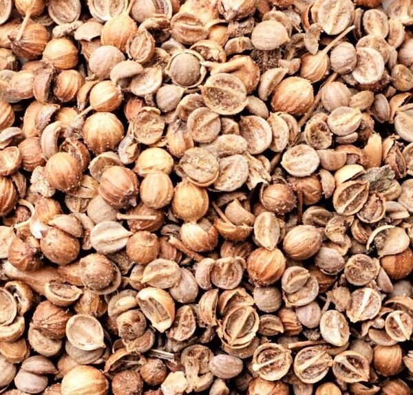 siembra cilantro en casa guia facil y practica