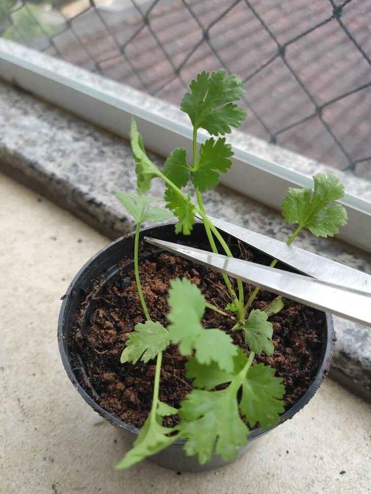 siembra cilantro facilmente con tallos guia paso a paso