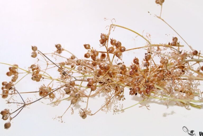 siembra cilantro facilmente desde la planta aprende como