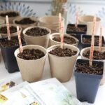 Siembra con éxito en bandejas de germinación ¡Aprende cómo!