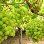 Siembra con éxito en febrero: guía de cultivos en España