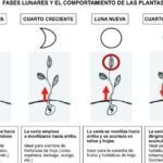 Siembra con éxito en luna cuarto creciente | Guía completa