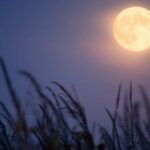 Siembra con éxito en luna menguante: ¡descubre sus beneficios!