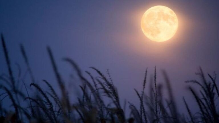 siembra con exito en luna menguante descubre sus beneficios