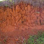 Siembra con éxito en tierra arcillosa: consejos y mejores cultivos