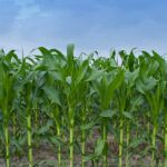 Siembra con éxito en tierras salitrosas: conoce qué plantar