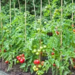 Siembra con éxito tus tomates verdes: Guía fácil para sembrar semillas