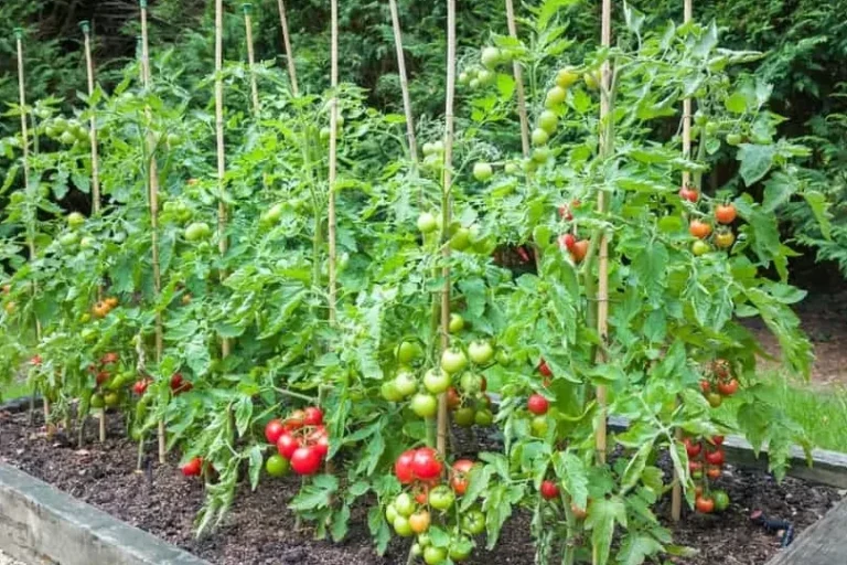 siembra con exito tus tomates verdes guia facil para sembrar semillas