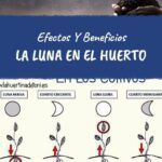 Siembra con la luna: qué plantar en menguante