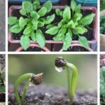 Siembra de plantas en fibra de coco: ¡tu guía completa!