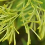 Siembra el aroma: Cómo plantar jazmín con una rama en pocos pasos