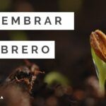 Siembra el éxito en enero y febrero: descubre qué plantar ahora