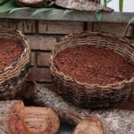 ¡Siembra el éxito en julio! Descubre qué plantar en Valencia