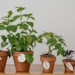 Siembra el éxito en julio: guía de plantas para Cantabria