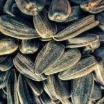 Siembra el éxito: las mejores semillas para cultivar en casa
