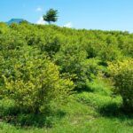 Siembra el verano en Asturias: qué plantar en julio