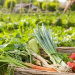 Siembra en agosto: cultiva tus propios vegetales en macetas