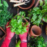 Siembra en casa: Cultiva tus propias verduras en macetas