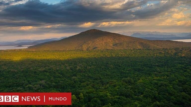 siembra en enero en canarias descubre que plantar