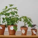 Siembra en invierno: las mejores semillas para cultivar en casa