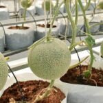 ¡Siembra en julio y cosecha en otoño! Descubre qué plantar en Galicia