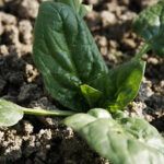 Siembra en junio: cultivos ideales para tu huerto