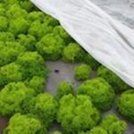 Siembra en mayo: descubre qué plantar en tu huerto
