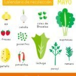 Siembra en mayo: descubre qué plantas puedes cultivar este mes