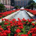 ¡Siembra en Navidad! Qué plantar en diciembre en Alicante