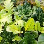Siembra en noviembre: las mejores plantas para macetas