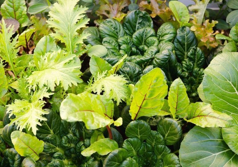 siembra en noviembre las mejores plantas para macetas