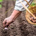 Siembra en noviembre: qué plantar en España