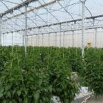 Siembra en otoño: descubre qué plantar en Madrid