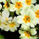 Siembra en temporada: Qué plantar en otoño e invierno