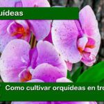 Siembra en troncos: la nueva tendencia en jardinería