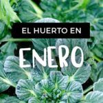 Siembra en tu huerto urbano: ¡Descubre qué plantar en invierno!