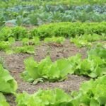 Siembra éxito en diciembre: Guía de cultivos en Extremadura