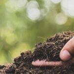 Siembra éxito en diciembre: qué plantar en Canarias