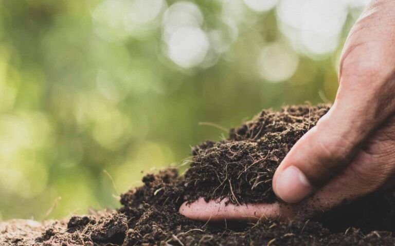 siembra exito en diciembre que plantar en canarias