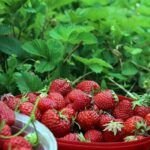 Siembra éxito en el otoño gallego: qué plantar y cómo hacerlo