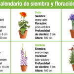 Siembra éxito en enero en Galicia: plantas ideales para tu huerto
