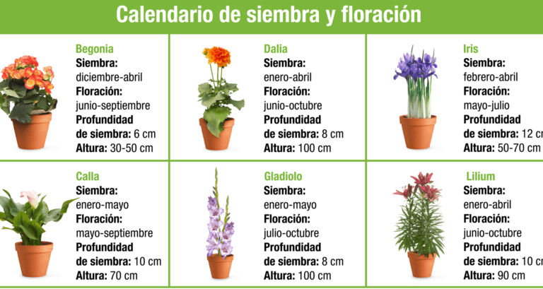 siembra exito en enero en galicia plantas ideales para tu huerto